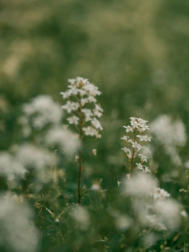 What Is a Single-Herb Tea?