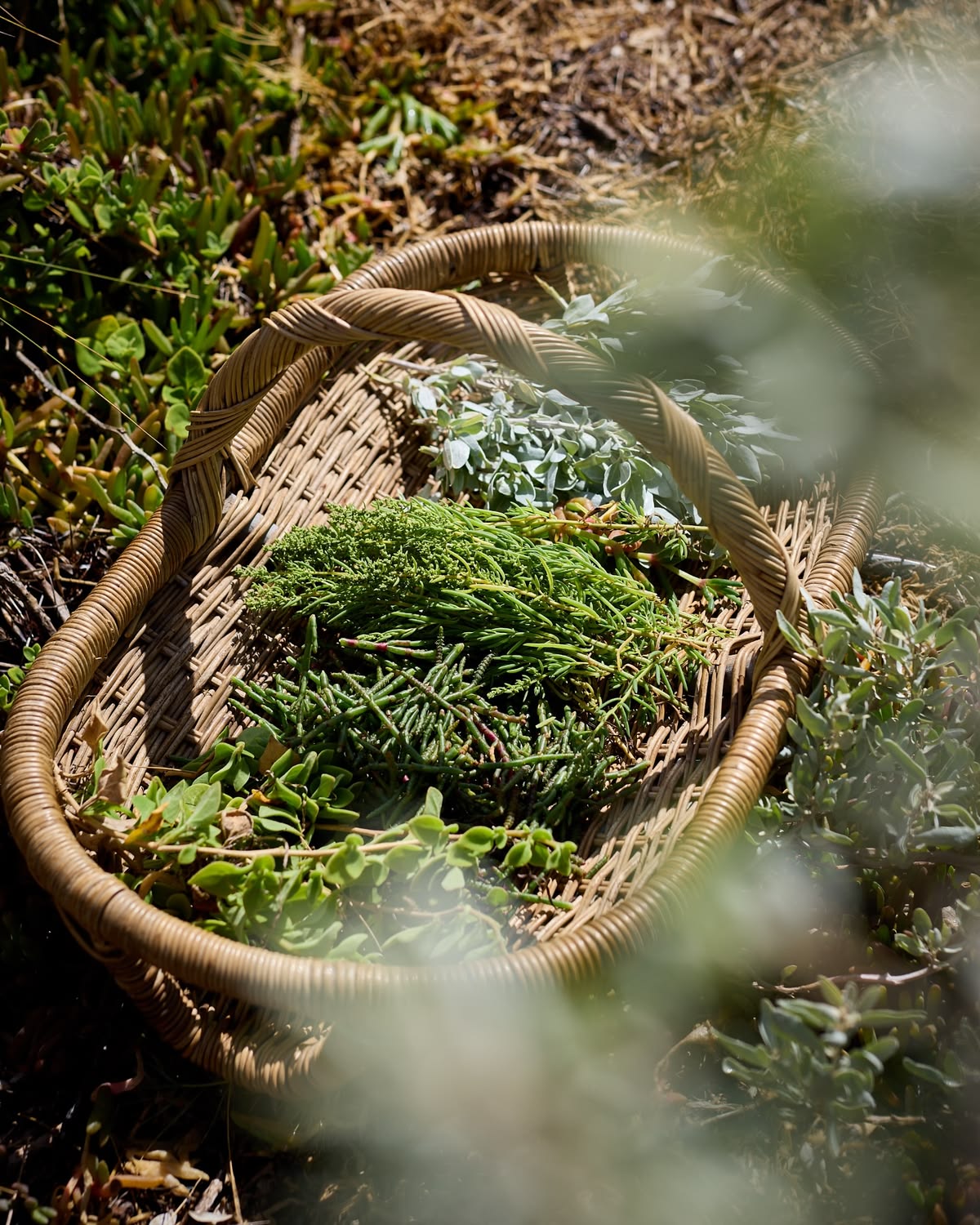 What Makes a Herb Medicinal?