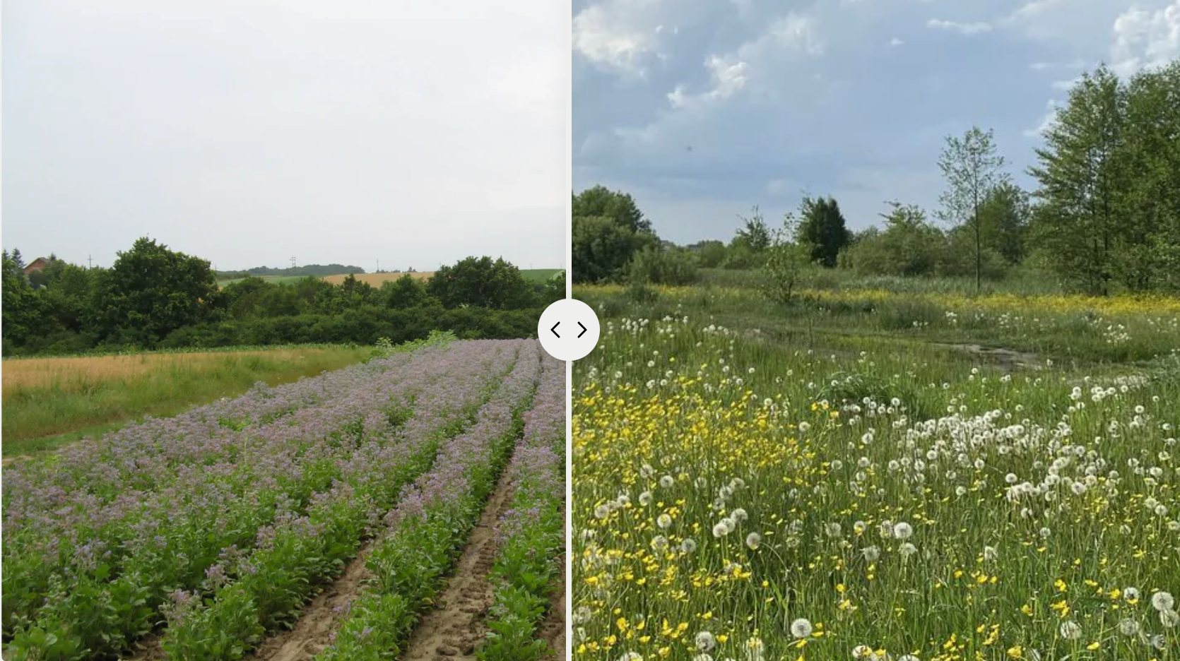 Wildcrafted vs. Cultivated Teas: What's the Difference?