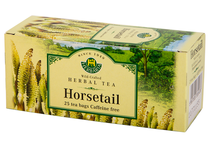 Horsetail (Equisetum arvense)
