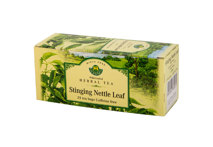 Stinging Nettle (Urtica dioica)