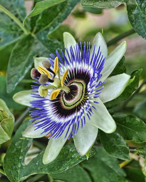 Passion Flower (Passiflora Lutea)